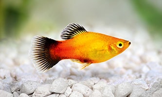 Platy