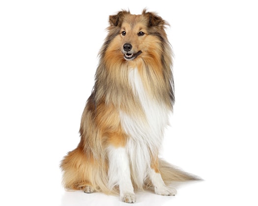 Shetland Sheepdog