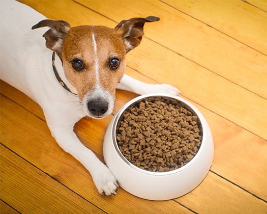 Hund liegt vor gefülltem Napf