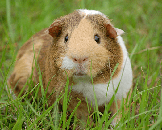 Braun/ weiß geflecktes Meerschweinchen sitzt auf einer grünen Wiese